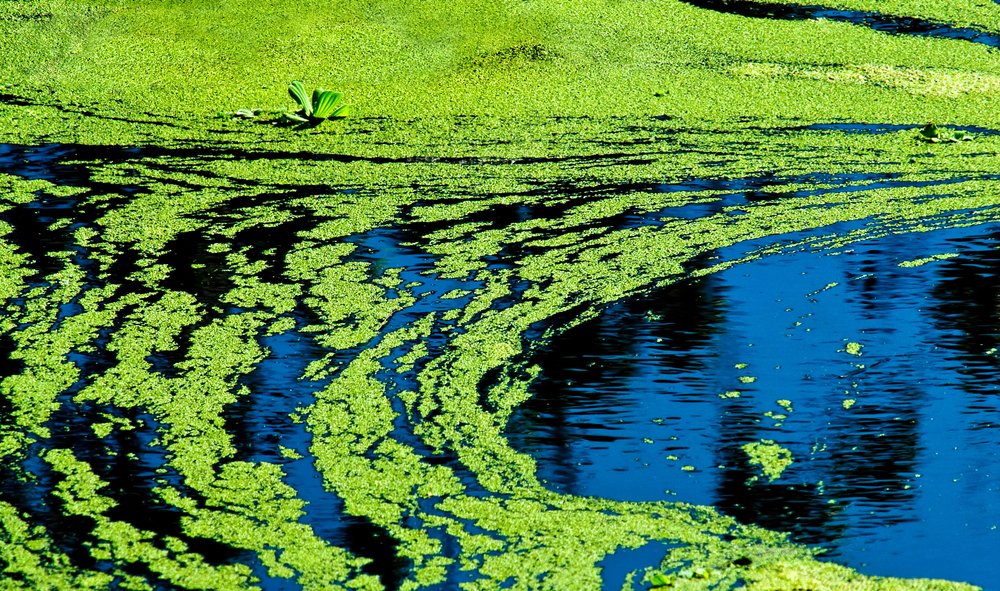 blue-green algae scum on the surface of water