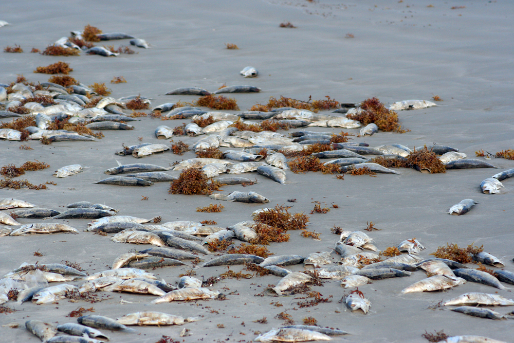 dozens of dead fish on a bech